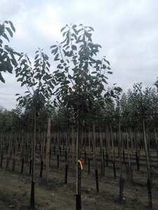 Prunus a. 'Octavia' 14-16 Hoogstam wortelgoed 3 X verplant boven vered. 225 cm stam