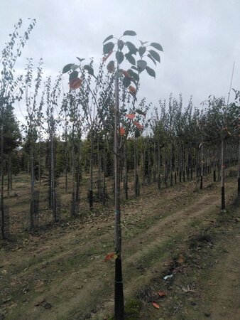 Prunus a. 'Octavia' 8-10 Hoogstam wortelgoed boven vered. 200 cm stam
