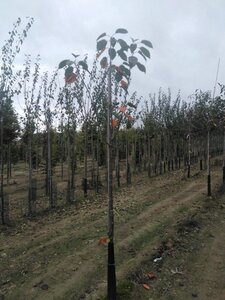 Prunus a. 'Octavia' 8-10 STA4 BR top grafted 200 cm stem