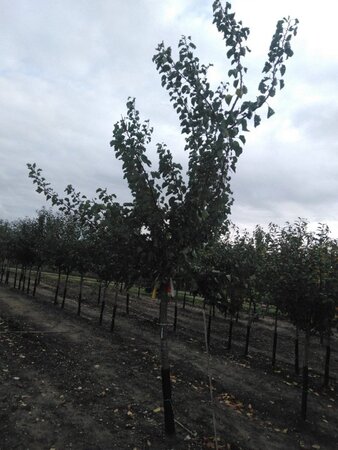 Prunus ar. 'Polonais' 20-25 Halfstam draadkluit 3 X verplant