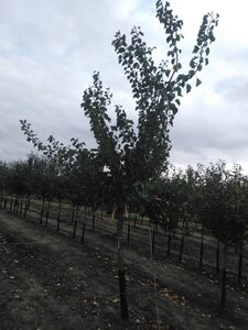 Prunus ar. 'Polonais' 20-25 Halfstam draadkluit 3 X verplant