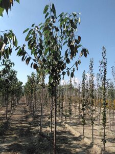 Prunus a. 'Spansche Knorpelkirsche' 12-14 Hoogstam wortelgoed 2 X verplant onder vered.