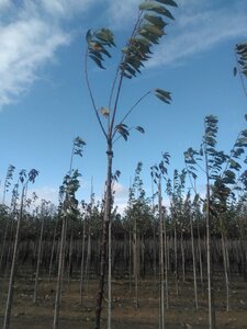 Prunus a. 'Sunburst' 10-12 Hoogstam wortelgoed boven vered. 225 cm stam