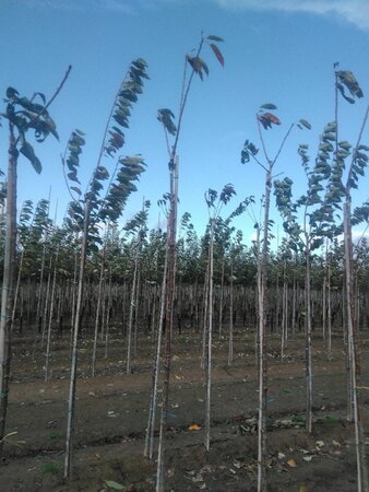 Prunus a. 'Sunburst' 6-8 Hoogstam wortelgoed boven vered. 225 cm stam