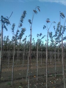 Prunus a. 'Sunburst' 6-8 Hoogstam wortelgoed boven vered. 225 cm stam