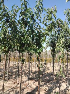 Prunus a. 'Van' (laat) 10-12 Hoogstam wortelgoed onder vered.