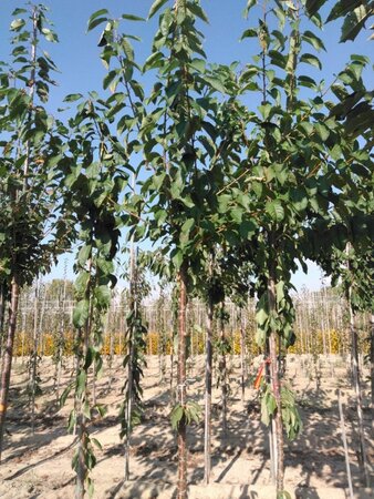 Prunus a. 'Van' (laat) 12-14 Hoogstam wortelgoed 2 X verplant onder vered.