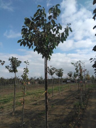 Prunus a. 'Van' (laat) 14-16 Hoogstam wortelgoed 2 X verplant