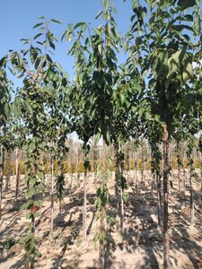 Prunus a. 'Van' (laat) 6-8 Hoogstam wortelgoed onder vered.