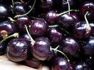 Prunus a. 'Varikse Zwarte'=Big. Noir 6-8 Hoogstam wortelgoed - afbeelding 4