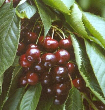 Prunus a. 'Varikse Zwarte'=Big. Noir 6-8 Hoogstam wortelgoed - afbeelding 3