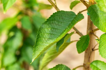 Prunus a. 'Varikse Zwarte'=Big. Noir 8-10 Hoogstam wortelgoed - afbeelding 1