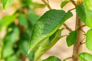 Prunus a. 'Varikse Zwarte'=Big. Noir 8-10 Hoogstam wortelgoed