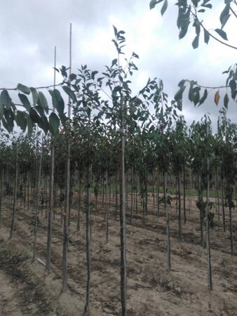 Prunus a. 'Varikse Zwarte'=Big. Noir 8-10 Hoogstam wortelgoed - afbeelding 4