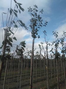Prunus c. 'Kelleris 14' 10-12 Hoogstam wortelgoed boven vered. 220 cm stam
