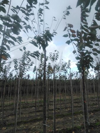 Prunus c. 'Kelleris 14' 12-14 Hoogstam wortelgoed 2 X verplant 225 cm stam