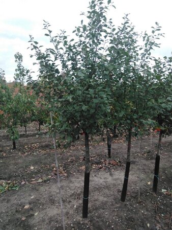 Prunus c. 'Kelleris 14' 14-16 Halfstam wortelgoed
