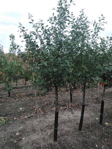 Prunus c. 'Kelleris 14' 14-16 Halfstam wortelgoed