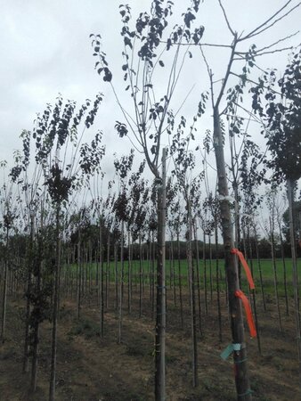 Prunus cer. 'Nigra'= 'Pissardii' 8-10 Hoogstam wortelgoed 200 cm stam