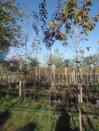 Prunus cer. 'Pissardii'= 'Nigra' 8-10 STA4 BAG