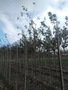 Prunus c. Schattenmorelle = Noordkriek 12-14 Hoogstam wortelgoed 2 X verplant 225 cm stam