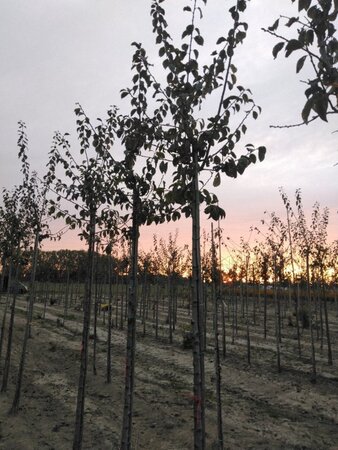 Prunus d. 'Anna Späth' 10-12 Hoogstam wortelgoed onder vered.