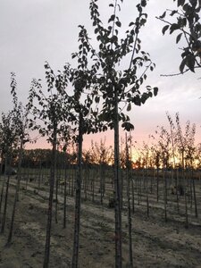 Prunus d. 'Anna Späth' 10-12 Hoogstam wortelgoed onder vered.