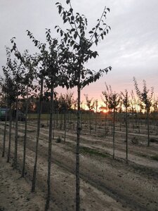 Prunus d. 'Anna Späth' 12-14 Hoogstam wortelgoed 2 X verplant onder vered.