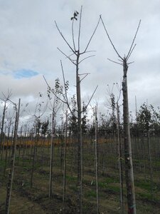Prunus d. 'Anna Späth' 8-10 Hoogstam wortelgoed onder vered. - afbeelding 2