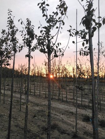 Prunus d. 'Anna Späth' 8-10 Hoogstam wortelgoed onder vered.