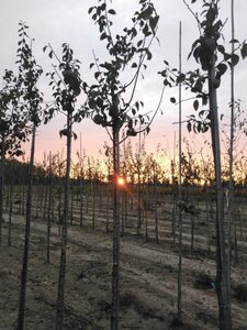 Prunus d. 'Anna Späth' 8-10 Hoogstam wortelgoed onder vered.