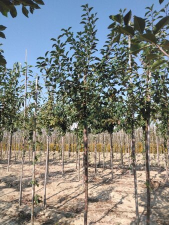 Prunus c. 'Kelleris 16' 10-12 Hoogstam wortelgoed onder vered.