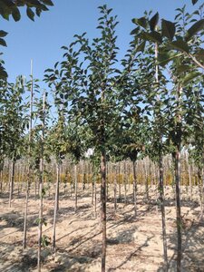 Prunus c. 'Kelleris 16' 10-12 Hoogstam wortelgoed onder vered.