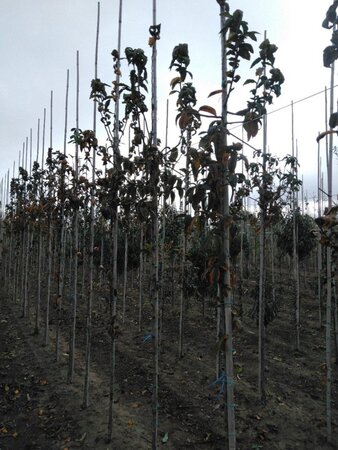 Mespilus g. 'Nottingham' 6-8 Hoogstam wortelgoed