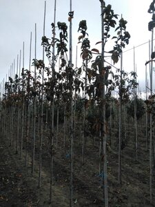 Mespilus g. 'Nottingham' 6-8 Hoogstam wortelgoed