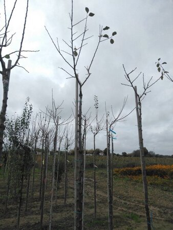 Prunus d. 'Bleue de Belgique'=Belgische Blauwe 10-12 Hoogstam wortelgoed boven vered. 225 cm stam