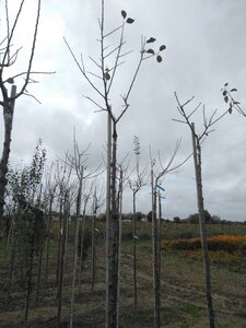 Prunus d. 'Bleue de Belgique'=Belgische Blauwe 10-12 Hoogstam wortelgoed boven vered. 225 cm stam