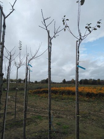 Prunus d. 'Bleue de Belgique'=Belgische Blauwe 6-8 Hoogstam wortelgoed boven vered. 225 cm stam