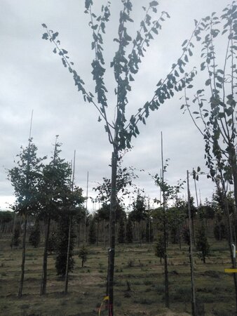 Prunus d. 'Belle de Louvain' 10-12 Hoogstam wortelgoed boven vered. 225 cm stam - afbeelding 1