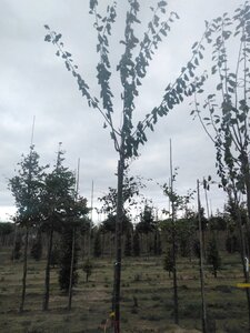 Prunus d. 'Belle de Louvain' 10-12 Hoogstam wortelgoed boven vered. 225 cm stam