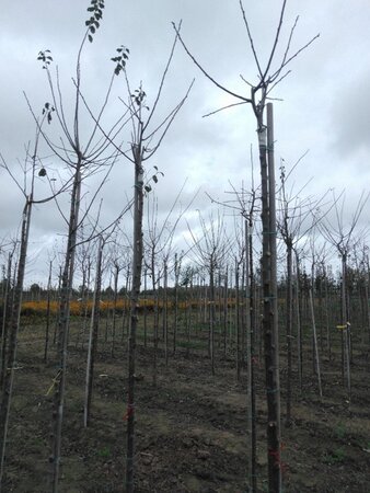 Prunus d. 'Belle de Louvain' 10-12 Hoogstam wortelgoed boven vered. 225 cm stam - afbeelding 2