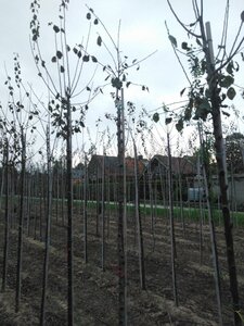 Prunus d. 'Belle de Louvain' 10-12 Hoogstam wortelgoed boven vered.