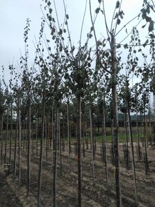 Prunus d. 'Belle de Louvain' 10-12 Hoogstam wortelgoed onder vered.