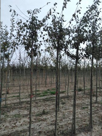 Prunus d. 'Belle de Louvain' 10-12 Hoogstam wortelgoed onder vered. - afbeelding 2