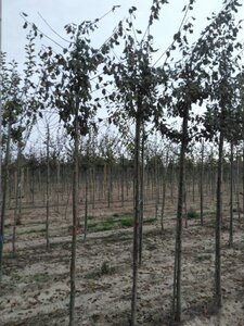 Prunus d. 'Belle de Louvain' 10-12 Hoogstam wortelgoed onder vered. - afbeelding 2