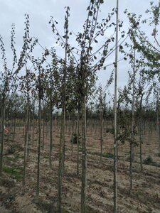 Prunus d. 'Belle de Louvain' 12-14 Hoogstam wortelgoed 2 X verplant onder vered.
