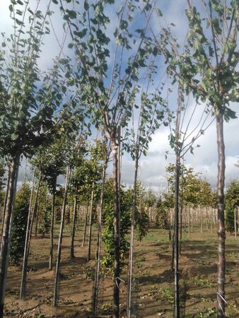 Prunus d. 'Belle de Louvain' 12-14 Hoogstam wortelgoed 2 X verplant 200 cm stam