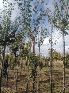 Prunus d. 'Belle de Louvain' 12-14 Hoogstam wortelgoed 2 X verplant 200 cm stam