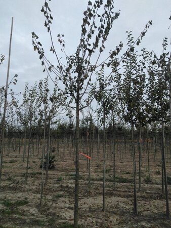 Prunus d. 'Belle de Louvain' 14-16 Hoogstam draadkluit 3 X verplant onder vered.