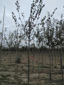 Prunus d. 'Belle de Louvain' 14-16 Hoogstam draadkluit 3 X verplant onder vered.